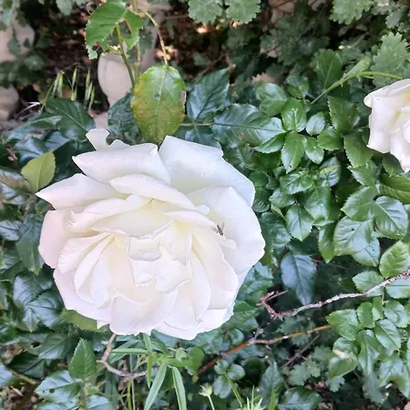 Maisonnette Climatisee Avec Jardin *